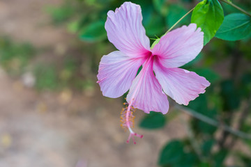 Obraz premium flower