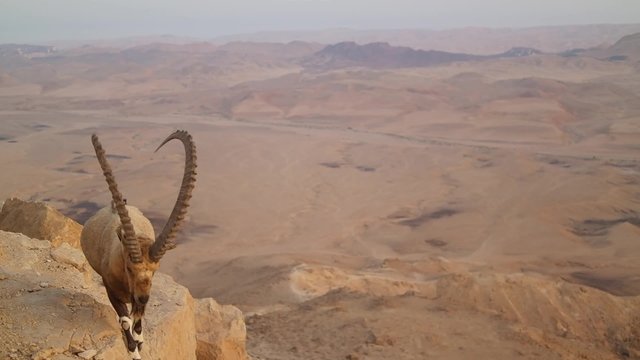 Wild mountain goat in the desert