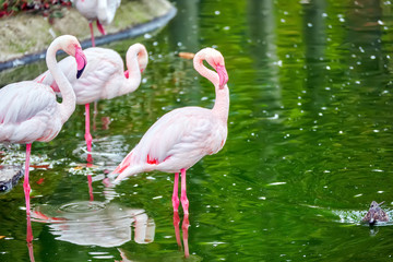 Flock of the Pink flamingo in nature (Phoenicopterus roseus).