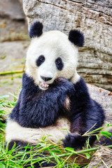 Obraz premium Cute bear panda actively chew a green bamboo sprout.