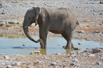 Afrikanische Elefant am Wasserloch im Etosha Nationalpark