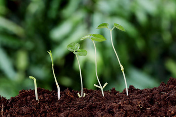 Plant growth-New beginnings