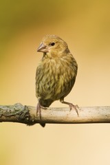 Small bird on the branch