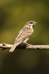 Sparrow bird