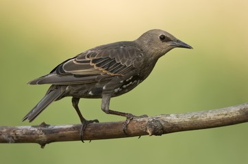 Bower-bird