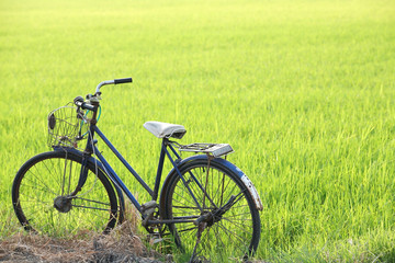 Obraz premium old bicycle in paddy field