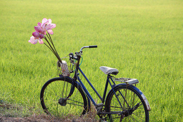 Fototapeta na wymiar old bicycle at paddy field.