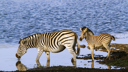 Fototapeta na wymiar Burchell’s zebra in Kruger National park