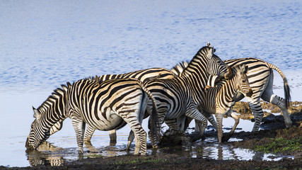 Burchell’s zebra in Kruger National park