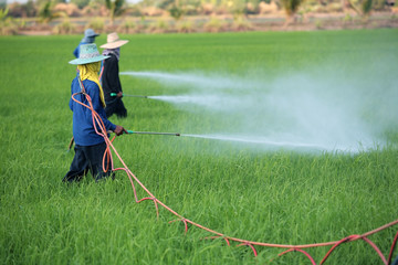 farmer spraying pesticide in paddy field.