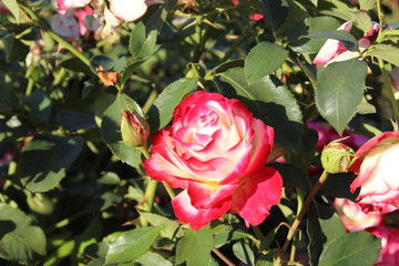 Нежный бутон розы