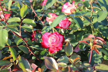 Розовое благоухание