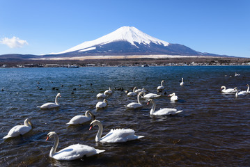 Flock of Swan swimming in Lake Yamanaka. Mount Fuji is seen in t