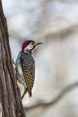 Bennett's Woodpecker in Kruger National park