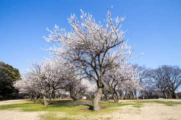 Obraz premium 梅林