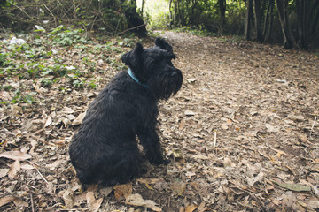 dog in autumn