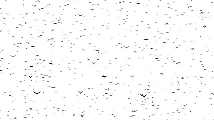 A half  flock of flying birds forms the words BLACK FRIDAY - part of timelapse, stop motion, gif animation