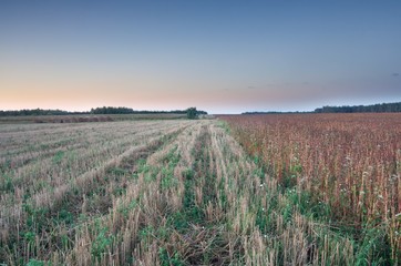 Field landscape