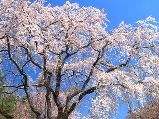 青空と枝垂桜