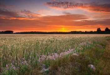 Young cereal field