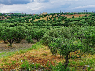 Fototapeta na wymiar Olive Grove, Crete Agriculture at Hersonissos, Crete.