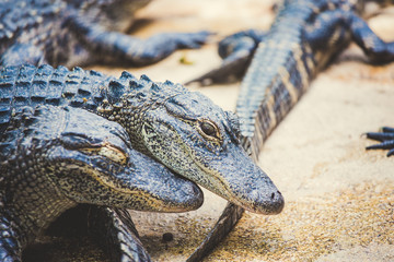 Krokodile in den Mangrovenwäldern in den USA