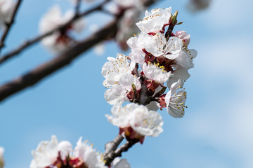 Marillenblüte Wachau (Aprikosenblüte)