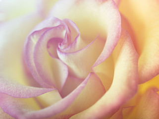 Fototapeta na wymiar Rose flower close-up, Soft focus