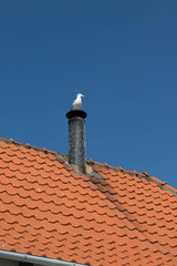 Skandinavische Möwe vor blauem Himmel