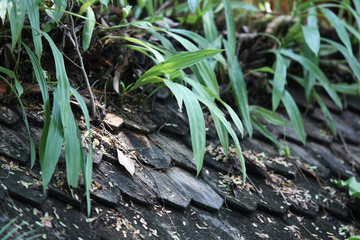 green plant on roof.