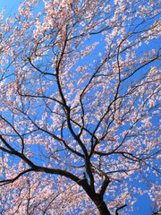 青空と枝垂れ桜