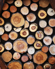 Beautiful round wooden stumps
