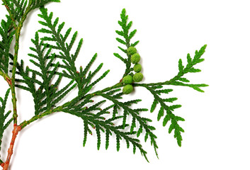 Green twig of thuja with cones