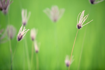 reeds with green background.