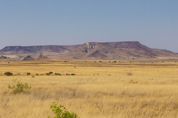 Fototapeta na wymiar Yellow bush desert landscape in Madagascar