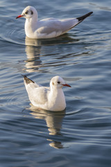 seagull on lake