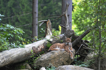 Naklejka premium Karpatenluchs.