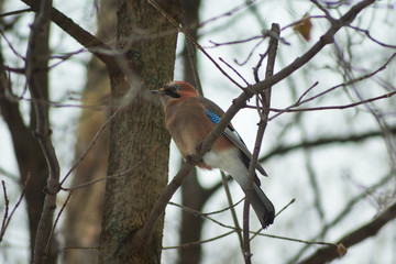 Jay on  in spring forest.