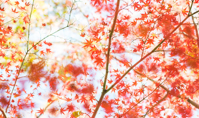 Branch of bright autumn maple leaves  and blur background