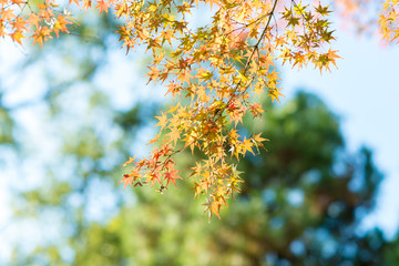 Fototapeta na wymiar Branch of bright autumn maple leaves and blur background