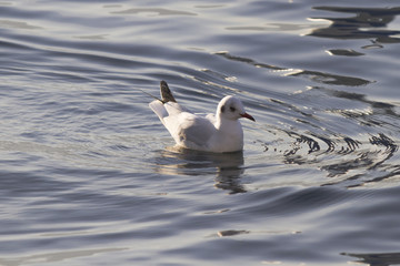 seagull on lake