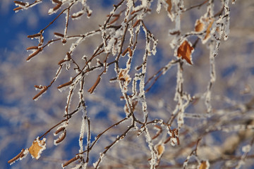 snow lace on the branches of birch