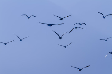 seagull flying on lake