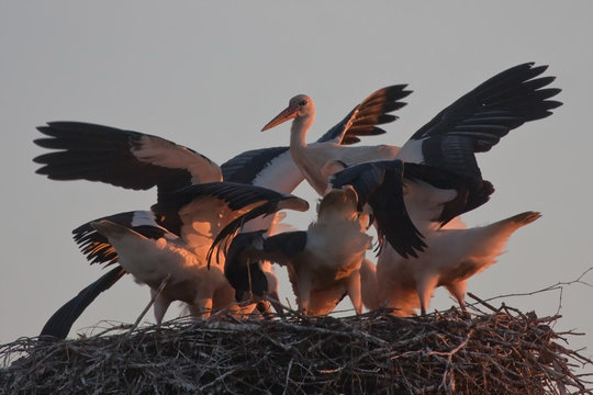 Brood of storks of the nest. White stork (Ciconia ciconia).