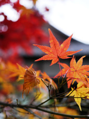 青蓮院のもみじ