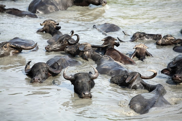 water buffalo in river.