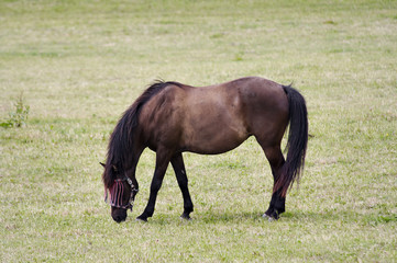 Horse on pasture