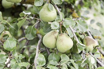 Pears on a tree