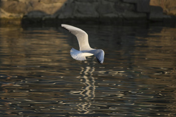 seagull flying on lake