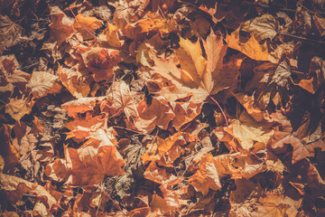 Autumn Leaves on the Ground Retro